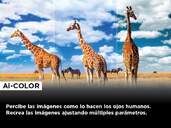 TV TCL 75%%%quot; 75C845 UHD MINILED QLED GOOGLETV 144HZ