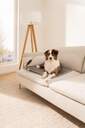 ALMOHADILLA MASCOTAS BEURER PP220 GRANDE SAMMY