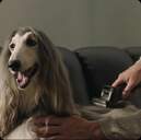 ASPI. ESCOBA DREAME Z30 310AW 